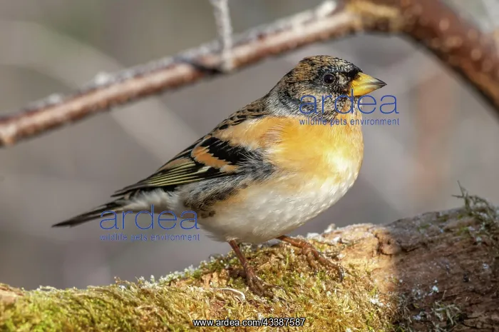 : Brambling (Fringilla montifringilla), male, sitting : Brambling (Fringilla montifringilla), male, sitting