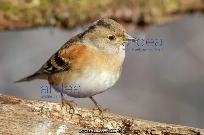 : Brambling (Fringilla montifringilla), female, sitting : Brambling (Fringilla montifringilla), female, sitting