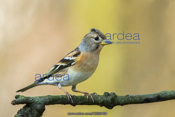 : Brambling (Fringilla montifringilla) female per : Brambling (Fringilla montifringilla) female per