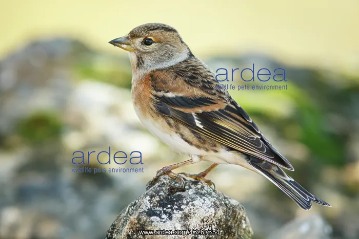 : Brambling (Fringilla montifringilla) - female perched : Brambling (Fringilla montifringilla) - female perched