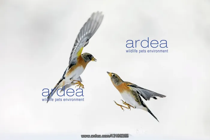 : two Brambling (Fringilla montifringilla) fighting : two Brambling (Fringilla montifringilla) fighting