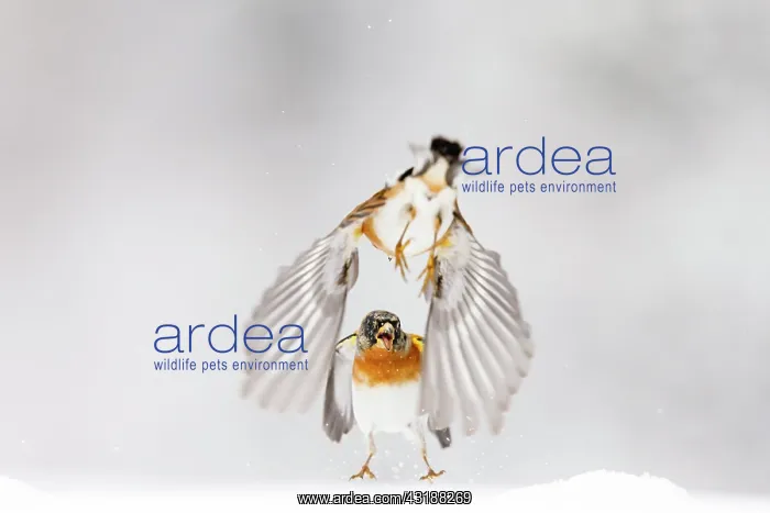 : two Brambling (Fringilla montifringilla) fighting : two Brambling (Fringilla montifringilla) fighting