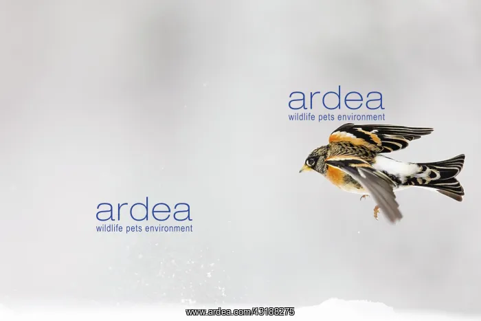 : Brambling (Fringilla montifringilla) in flight in : Brambling (Fringilla montifringilla) in flight in