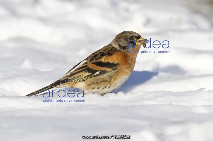 : Brambling (Fringilla montifringilla) foraging i : Brambling (Fringilla montifringilla) foraging i
