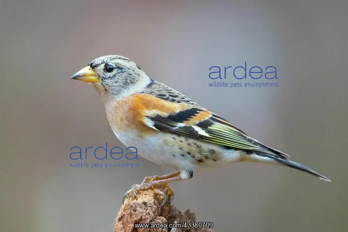 : Brambling (Fringilla montifringilla) Germany : Brambling (Fringilla montifringilla) Germany