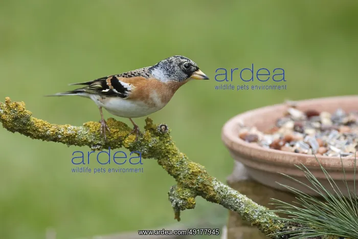 : Brambling (Fringilla montifringilla) male : Brambling (Fringilla montifringilla) male