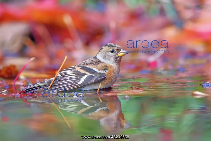 : Brambling (Fringilla montifringilla), male bathing : Brambling (Fringilla montifringilla), male bathing