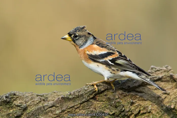 : Brambling (Fringilla montifringilla) male perch : Brambling (Fringilla montifringilla) male perch