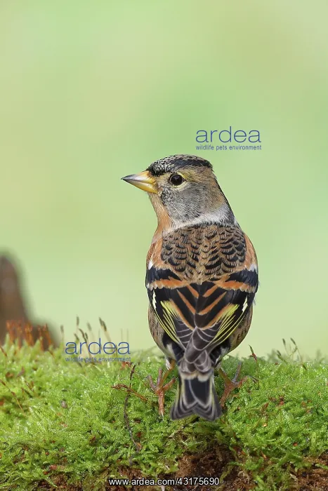 : Brambling (Fringilla montifringilla), male sitting : Brambling (Fringilla montifringilla), male sitting