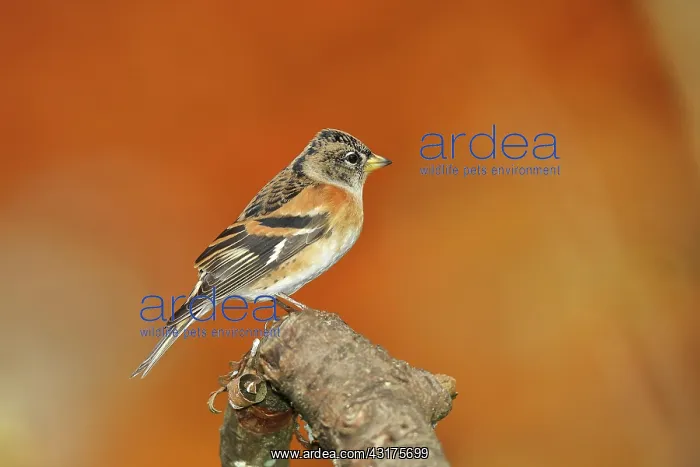 : Brambling (Fringilla montifringilla), male sitting : Brambling (Fringilla montifringilla), male sitting