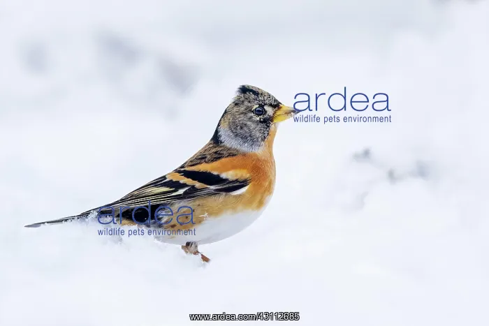 : Brambling (Fringilla montifringilla) or Northern : Brambling (Fringilla montifringilla) or Northern