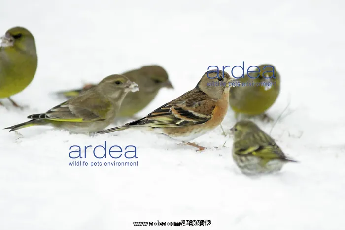 : Brambling - and Greenfinches (Carduelis chloris) : Brambling - and Greenfinches (Carduelis chloris)