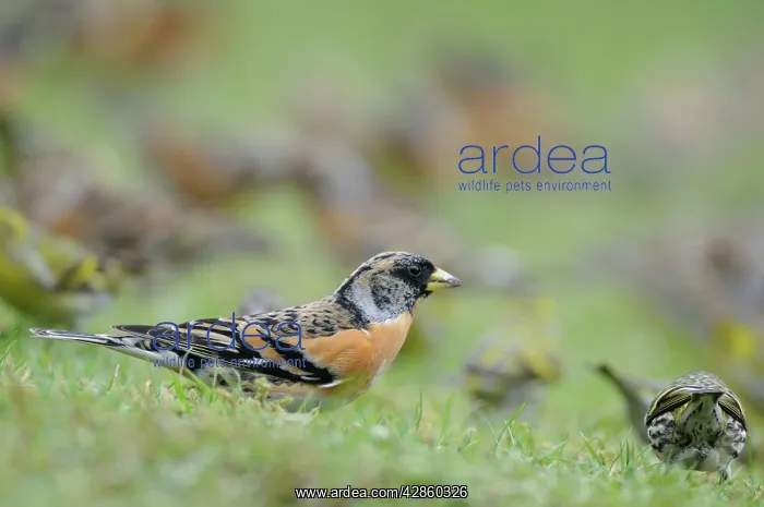 : Brambling - on ground : Brambling - on ground