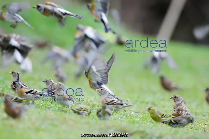 : Brambling - on ground and in flight : Brambling - on ground and in flight