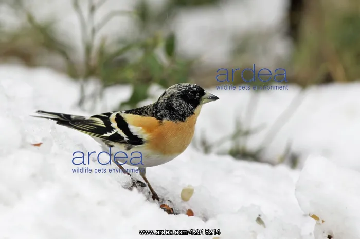 : Brambling - male : Brambling - male