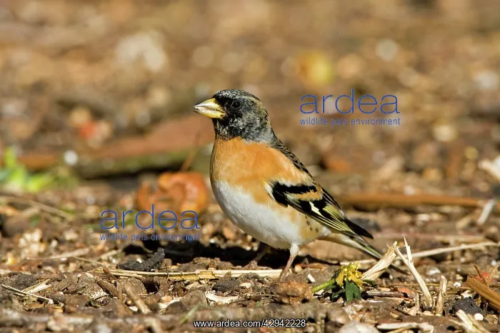 : Brambling - Male feeding on ground : Brambling - Male feeding on ground