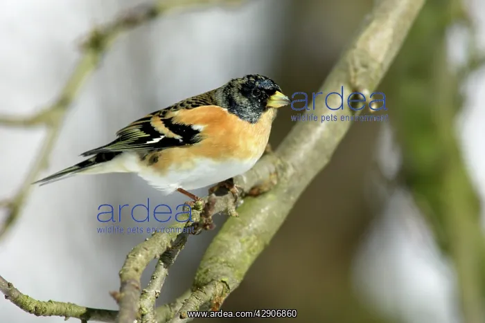  : Brambling - Male in Garden in winter, searching for food