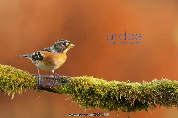 : Brambling male northern winter visitor, on a mossy : Brambling male northern winter visitor, on a mossy