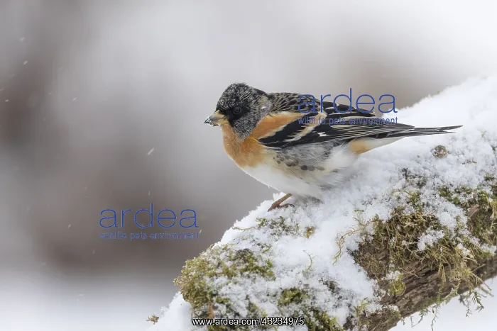 : Brambling - Male - in Snow - Cornwall - UK : Brambling - Male - in Snow - Cornwall - UK