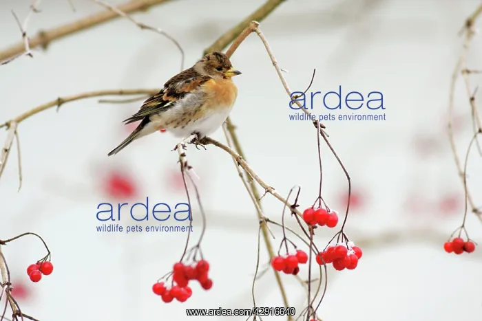 : Brambling - male in winter plumage - on branch : Brambling - male in winter plumage - on branch