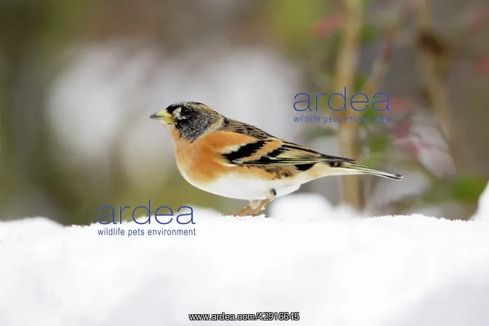 : Brambling - male in winter plumage - in snow : Brambling - male in winter plumage - in snow