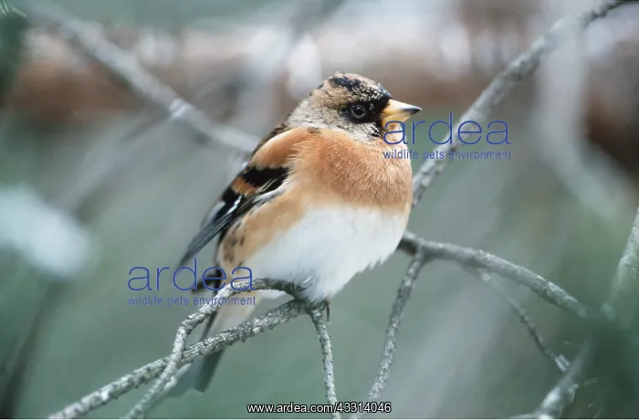 : BRAMBLING - ON PERCH : BRAMBLING - ON PERCH