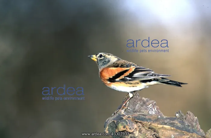 : BRAMBLING - perched on branch : BRAMBLING - perched on branch