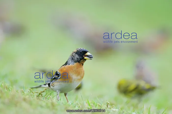 : Brambling - with seed in mouth : Brambling - with seed in mouth