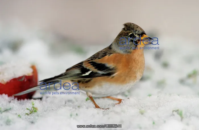  : Brambling in snow