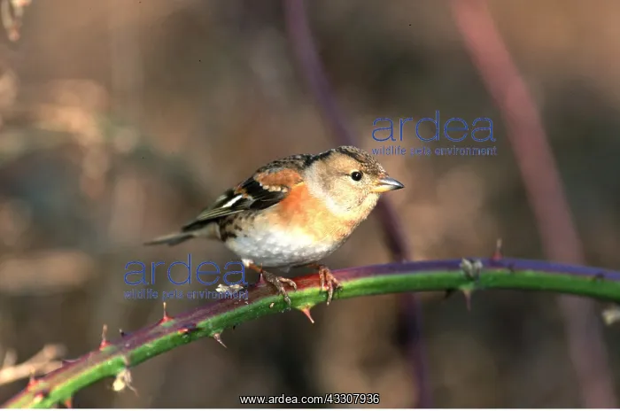 : BRAMBLING - On thorny stem : BRAMBLING - On thorny stem