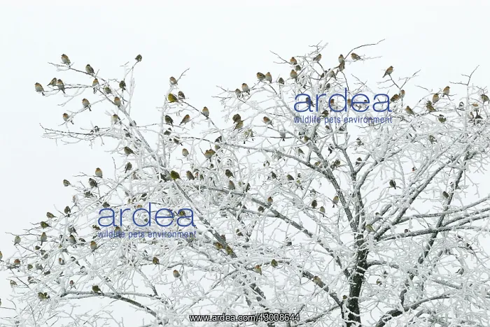 : Brambling in tree covered with Hoar Frost : Brambling in tree covered with Hoar Frost