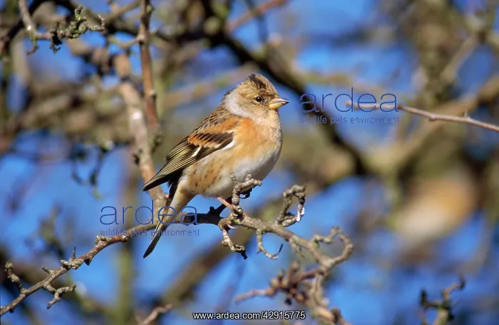 : BRAMBLING - ON TWIG : BRAMBLING - ON TWIG