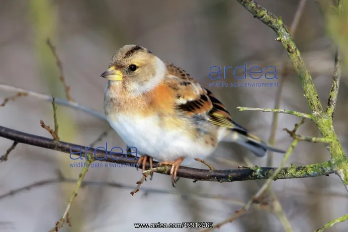 : Brambling - in winter plumage : Brambling - in winter plumage