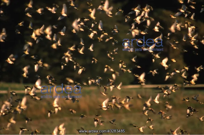 : BRAMBLINGS - flock in flight : BRAMBLINGS - flock in flight