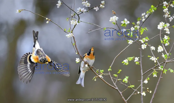 : Bramblings (Fringilla montifringilla) male Northern : Bramblings (Fringilla montifringilla) male Northern