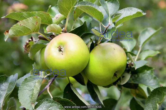 : Bramley Apple - two large apples on the tree : Bramley Apple - two large apples on the tree