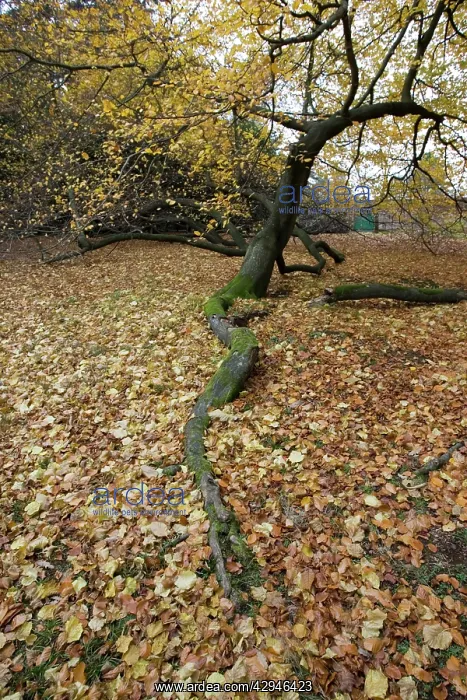 : Branch of Beech tree in Autumn : Branch of Beech tree in Autumn