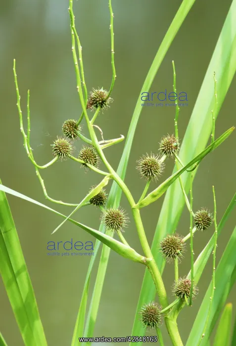: Branch Bur-Reed : Branch Bur-Reed