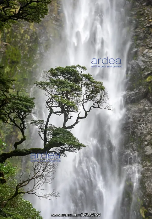 : Branch of a tree in front of waterfall, Devils Punchbowl : Branch of a tree in front of waterfall, Devils Punchbowl