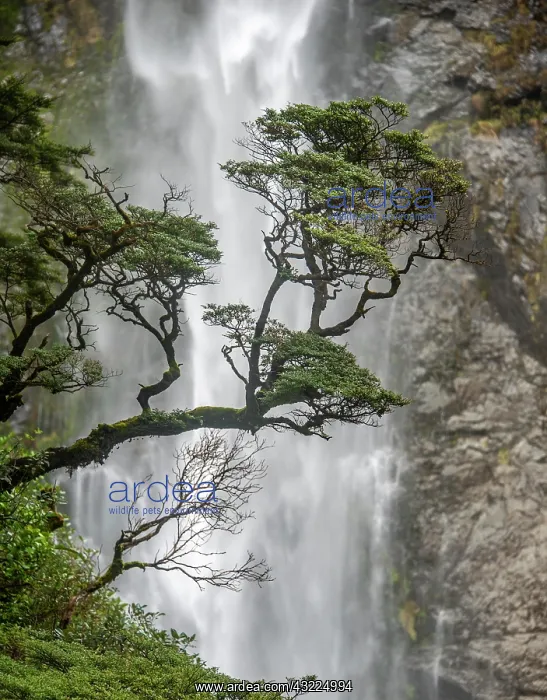 : Branch of a tree in front of waterfall, Devils Punchbowl : Branch of a tree in front of waterfall, Devils Punchbowl