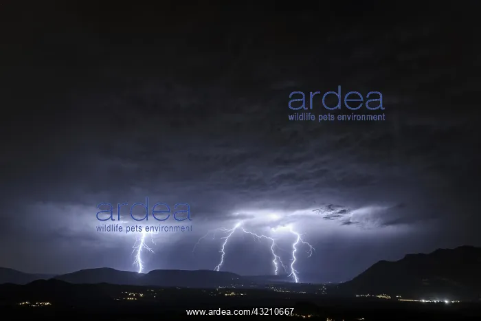 : Branched lightning during a very active storm in : Branched lightning during a very active storm in
