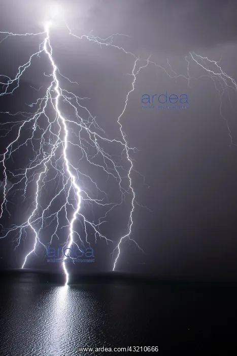 : Branched lightning on Lake Geneva, during the stormy : Branched lightning on Lake Geneva, during the stormy