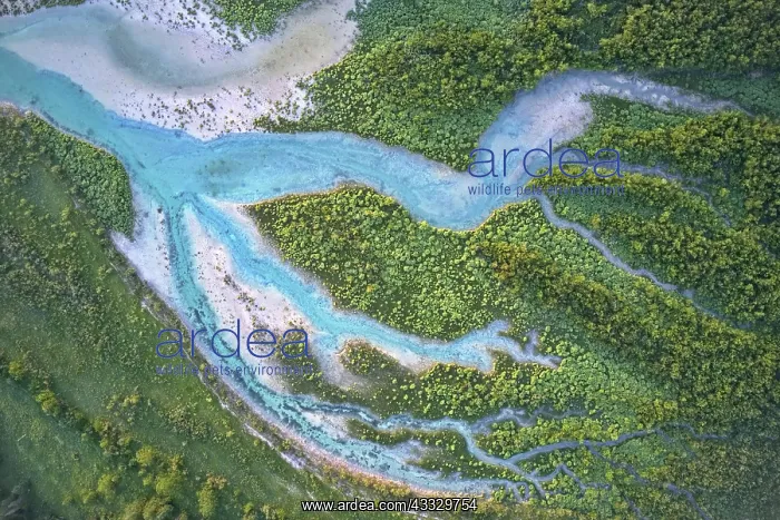 : Branched wild river with blue water in forest la : Branched wild river with blue water in forest la