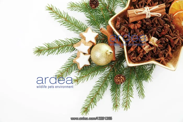: Branches of fir with a Christmas tree bauble, cinnamon : Branches of fir with a Christmas tree bauble, cinnamon