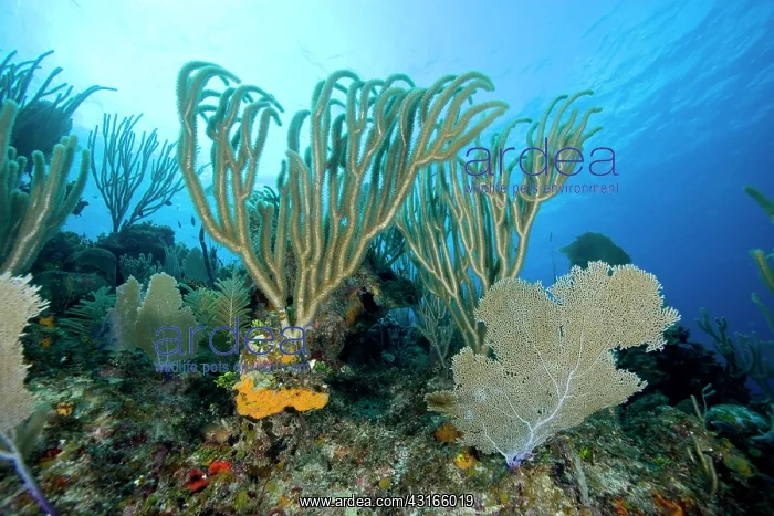 : Branches of a gorgonian coral or sea rods Plexaurella sp. an : Branches of a gorgonian coral or sea rods Plexaurella sp. an