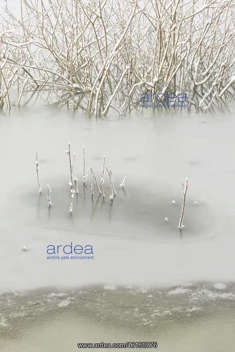 : Branches sticking out of ice, The Netherlands, Overijssel : Branches sticking out of ice, The Netherlands, Overijssel