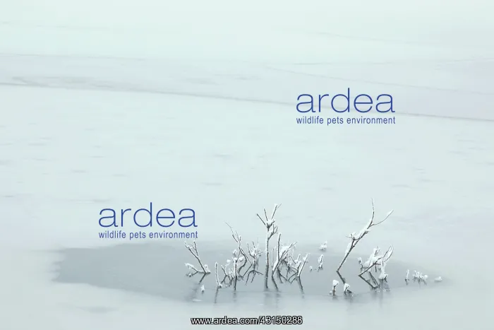 : Branches sticking out of ice, The Netherlands, Overijssel : Branches sticking out of ice, The Netherlands, Overijssel