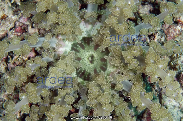 : Branching Anemone - Demak dive site, Bangka Island : Branching Anemone - Demak dive site, Bangka Island