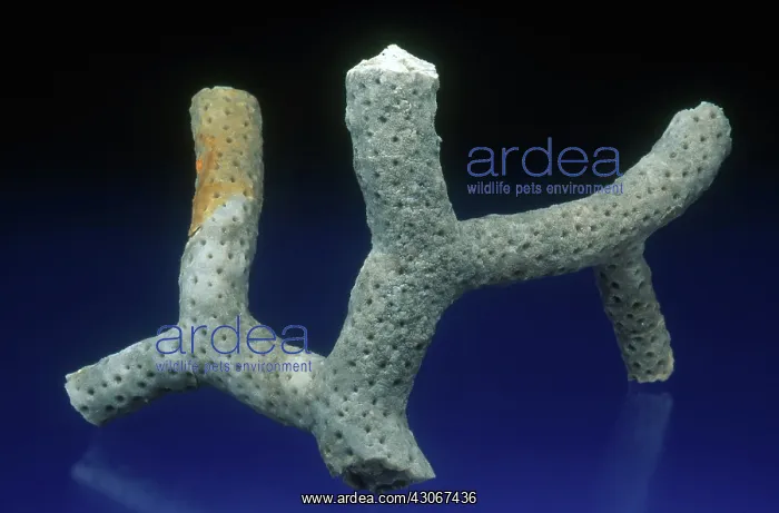 : Branching Coral Fossil : Branching Coral Fossil