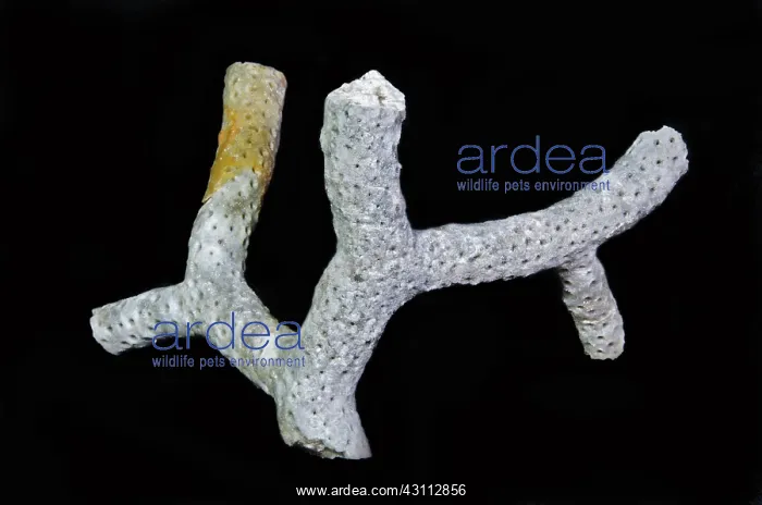 : Branching Coral Fossil : Branching Coral Fossil